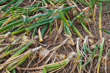 Sticker - Closeup of ripe onions waiting for the harvest