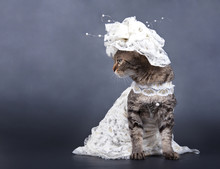 Wedding Cat