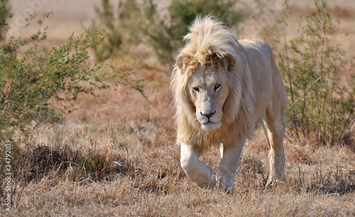 Lion Blanc Male Stock Photo Adobe Stock