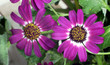 fioletowe kwiaty cynerarii 2