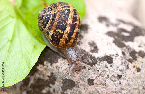 Foto  Gefleckte Weinbergschnecke Cornu aspersum
