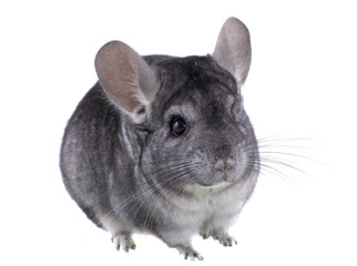 Gray ebonite chinchilla on white background.