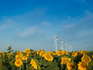 Sticker - Wind turbines and sunflowers