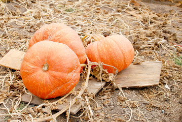 growing pumpkins for the holidays