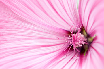 Hibiskus. Natur Farben