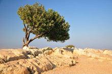 Solitary Carob Tree On Arbel Cliff. Northern Israel.