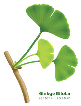 Twig With Leaves Of Ginkgo Biloba.
