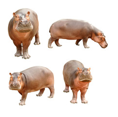 hippopotamus
