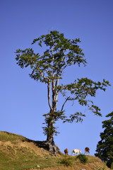 Isolated tree and three horses