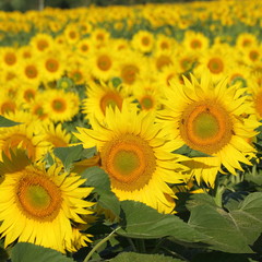 Wall Mural - flowering sunflowers closeup, Tuscany