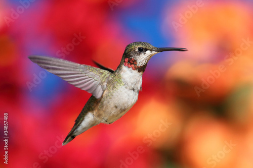 Fotoboard na płycie Młodociany rubinowy koliber (archilochus colubris)
