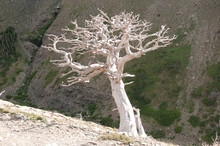 Stark Tree On A Mountain Slope