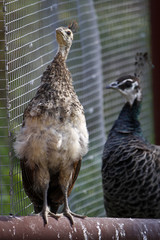 Poster - Blauer Pfau (Küken)