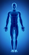 © CLIPAREA.com - Male figure in anatomical position in blue x-ray