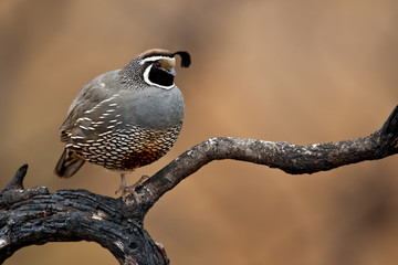 Wall Mural - California Quail (Callipepla californica)