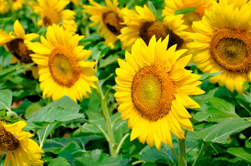  bright sunflower in the field