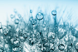 Fototapeta Dmuchawce - Abstract macro photo of plant seeds with water drops.