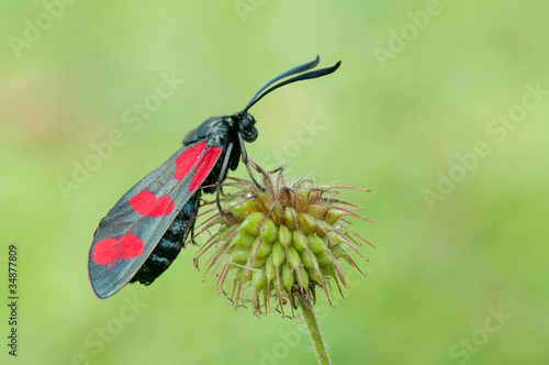 Tapeta ścienna Filipendulae zygaena