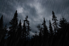 Rainstorm In Forest