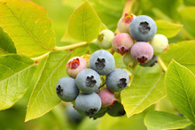 Ripe And Unripe Blueberries On The Bush