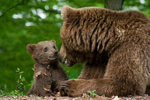 Brown Bear And Cub