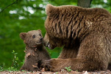 brown bear and cub