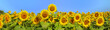 Wonderful panoramic view field of sunflowers by summertime