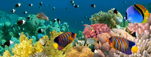 Underwater Panorama With Angel Fish, Coral Reef And Fishes. Red