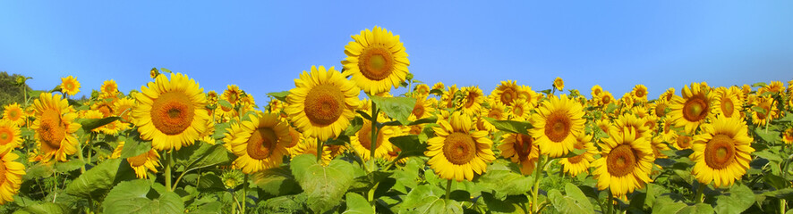 Wonderful panoramic view field of sunflowers by summertime