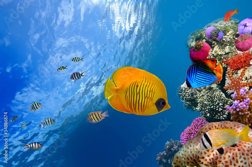 Obraz w ramie Masked butterfly fish (Chaetodon semilarvatus), Red Sea, Egypt