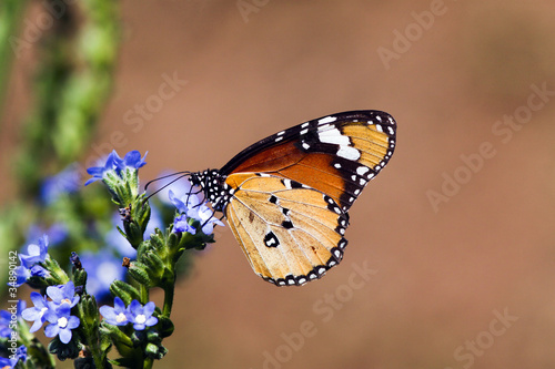 Tapeta ścienna Motyl w kirstenbosch krajowych ogrodów botanicznych