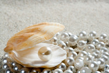 Beach White Sand Pearl Shell Clam Macro