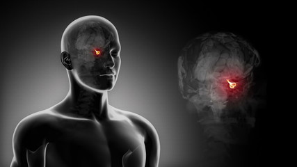 Wall Mural - Detailed view - Male BRAIN PITUITARYanatomy in x-ray