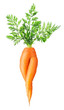 Isolated weird vegetable. Funny carrot with two legs and big leaves isolated on white background