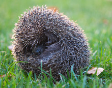 Little Hedgehog In The Grass
