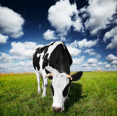 Wall Mural - Cow eating green grass on a meadow