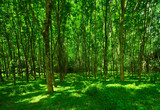 Fototapeta Natura - Trees with green leaves and green grass on land