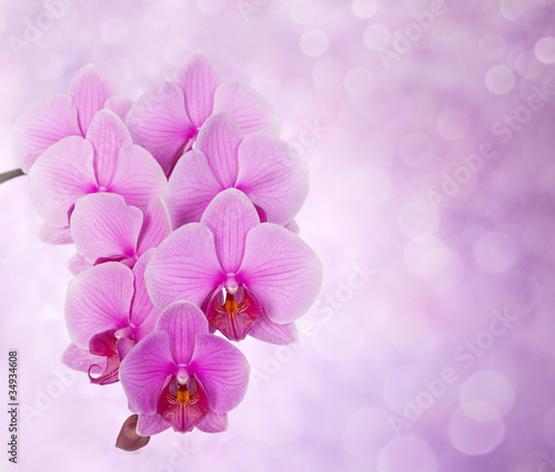 Tapeta ścienna Różowa orchidea na defocused tle