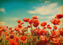 Paper Textures.  Field Of Poppies