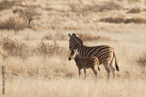 Obraz na płótnie canvas dwuczęściowy "dyptyk" Steppenzebras (equus quagga) in der Kalahari, Namibia