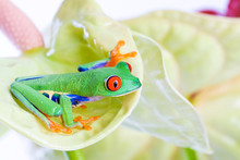 Red Eyed Tree Frog On A Leaf