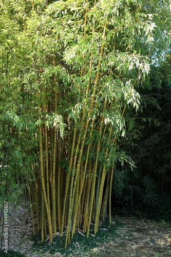 grupa-bambusow