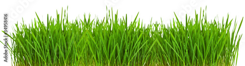 Fototapeta na wymiar Ciąg zielonej trawy na białym tle