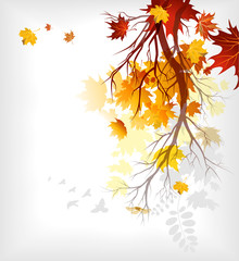Wall Mural - maple autumn leaves
