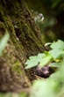 Baby European Hedgehog (Erinaceus europaeus) sniffing in grass,