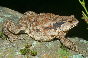 Wall Mural - Toad (Bufo gargarizans) 33