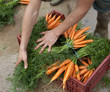 préparation de bottes de carottes