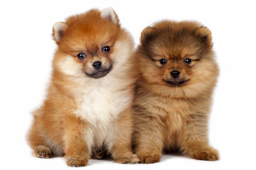 Wall Mural - Pomeranian puppies