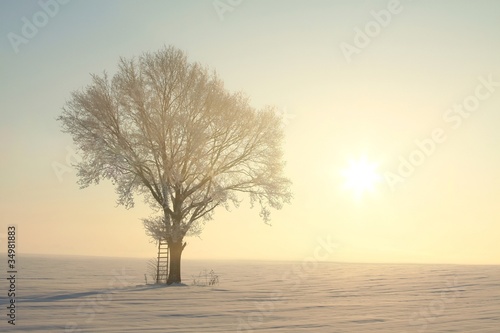Fototapeta na wymiar Frosted tree backlit by the rising sun