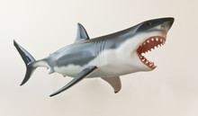 A Great White Shark Model Against White
